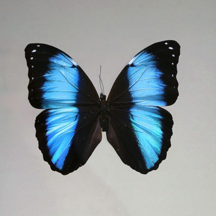 Morpho deidamia Butterfly in Display Box – Iridescent Jewel from Peru - Image 2