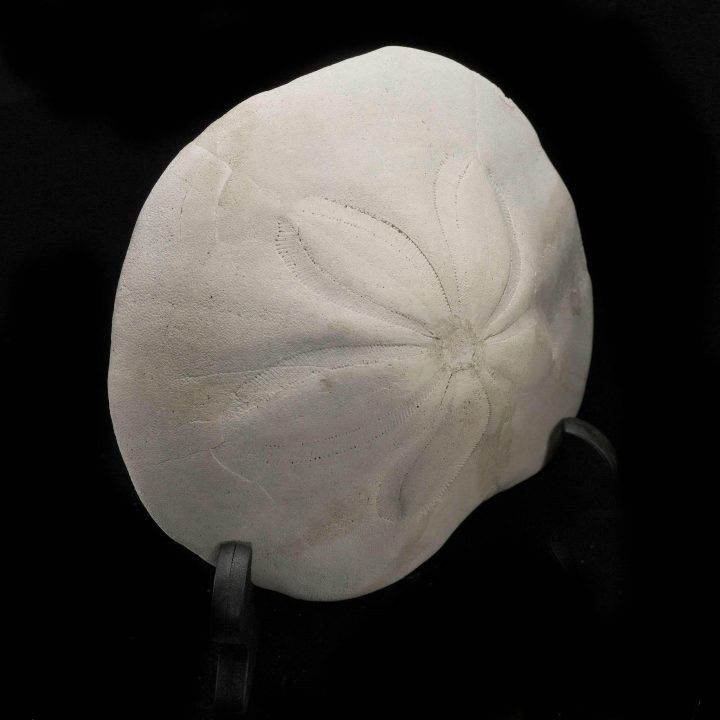 Fossilized Sand Dollar – Genuine Prehistoric Sea Urchin Fossil - Image 2