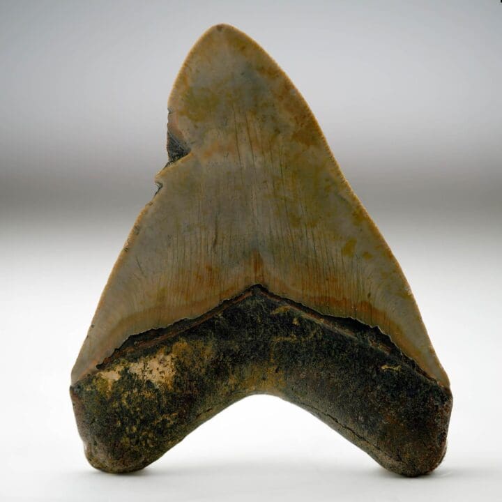 Megalodon Tooth // 4.13" High // 5 to 10 Million Years Old - Image 4