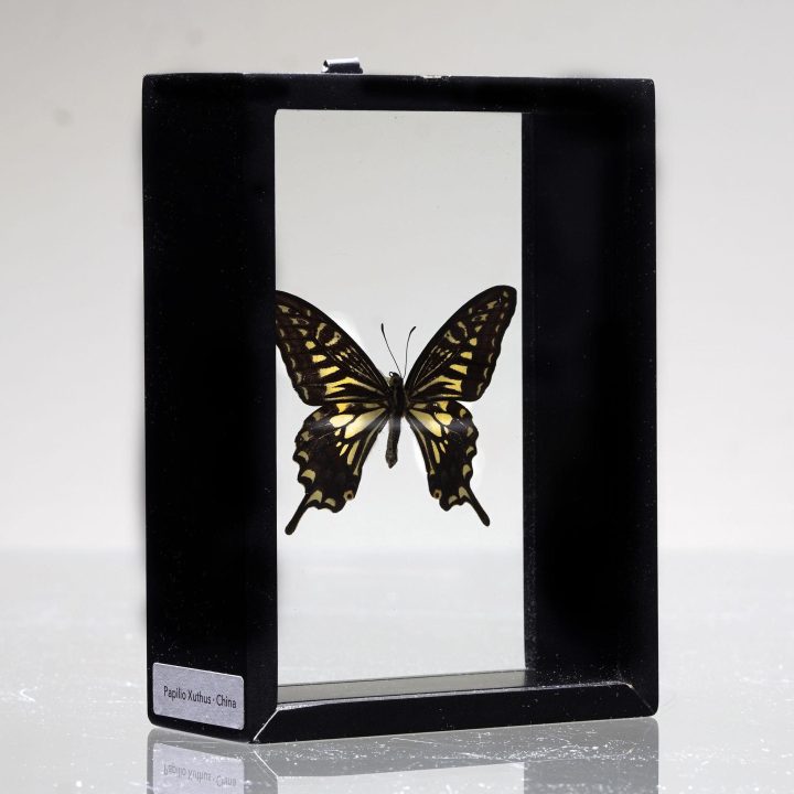 Papilio Xuthus Butterfly in Display Box - Image 3