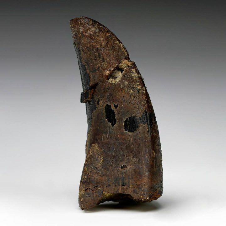 Nanotyrannosaurus Lancensis Tooth - 3.55g - Image 3