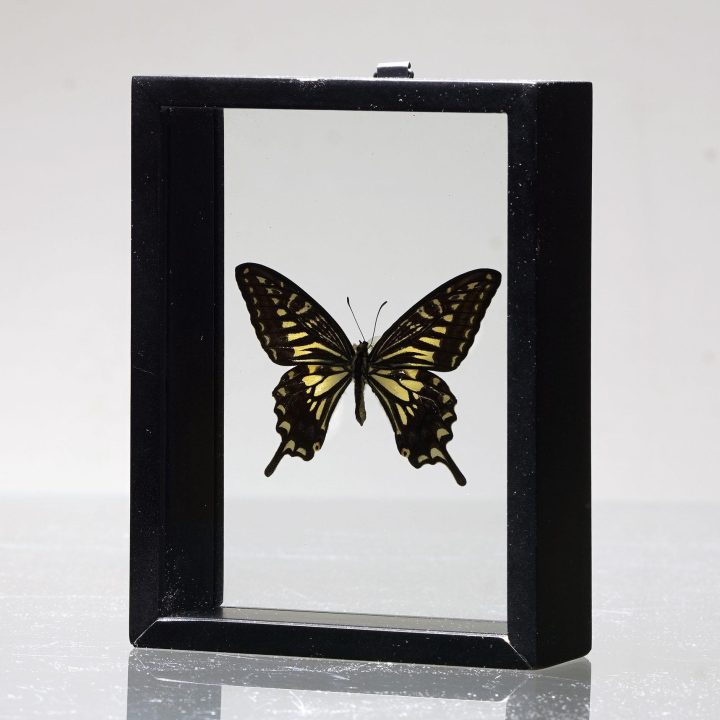 Papilio Xuthus Butterfly in Display Box - Image 4