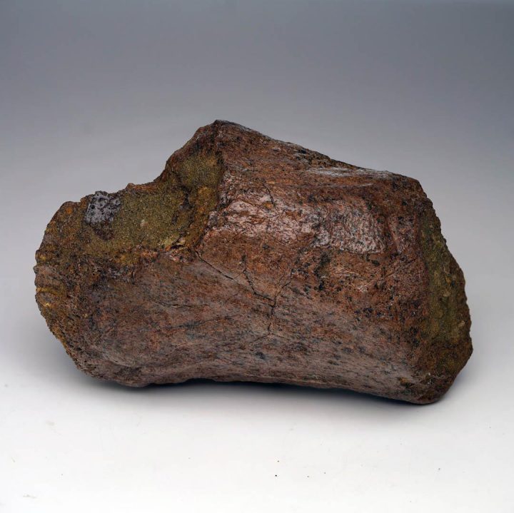 2.17 lb. Authentic Triceratops Jaw Bone Fossil - Image 4