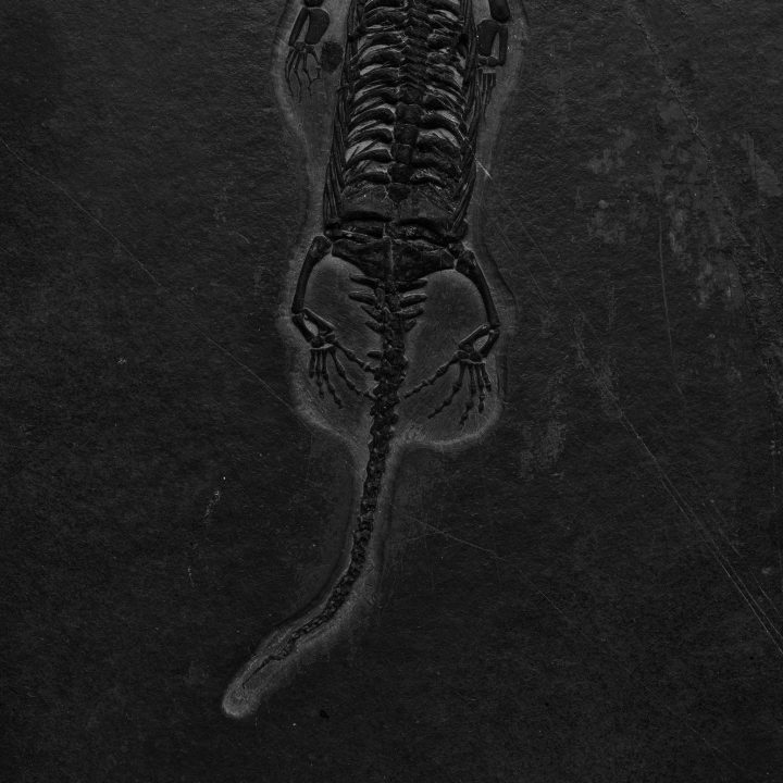 Keichousaurus Fossil - Image 5