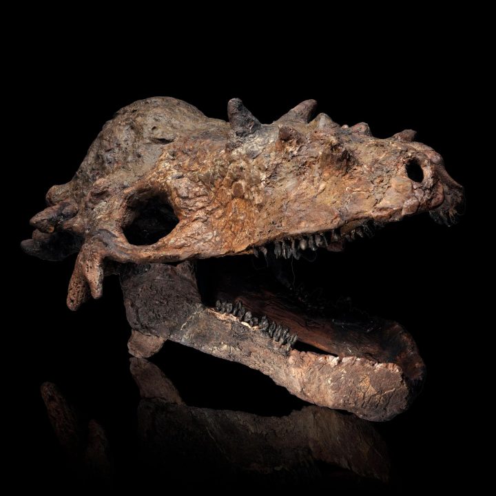 Pachycephalosaurus Skull (Pachy)
