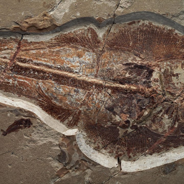 Fossilized Guitar Fish from Lebanon - 5.4kg - Image 3