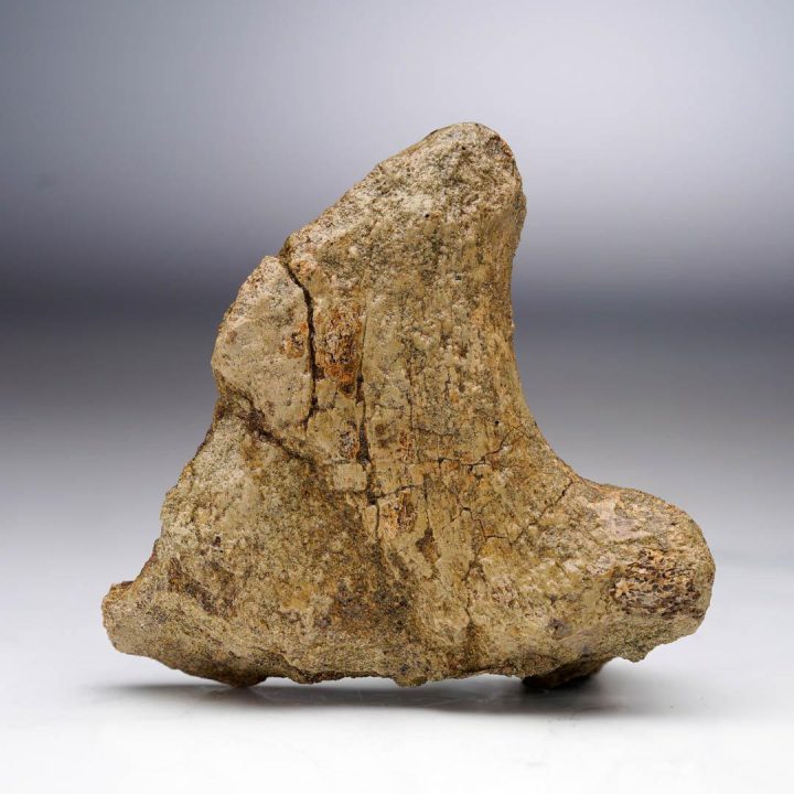 Trex Transverse Process Vertebra - Image 4