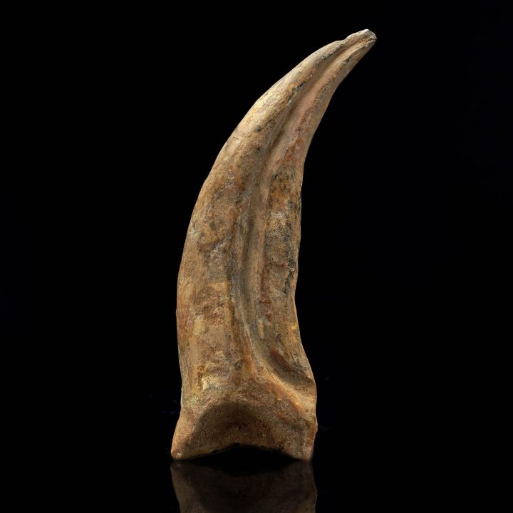 Spinosaurus Claw Fossil III - Image 2