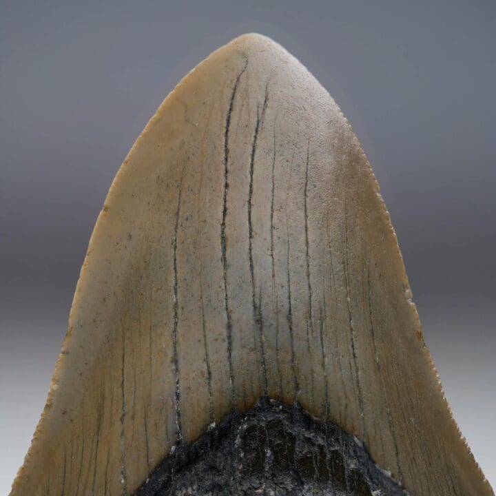 Megalodon Tooth // 4.25" High // 5 to 10 Million Years Old - Image 5