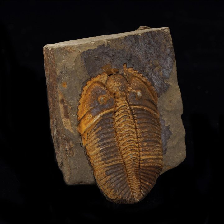 Coronocephalus Trilobite Fossil - Image 3