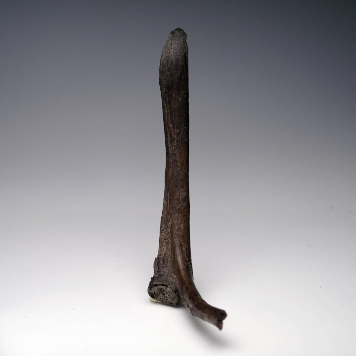 Authentic Edmontosaurus Cervical Rib Fossil — Rare Hadrosaur Axial Element