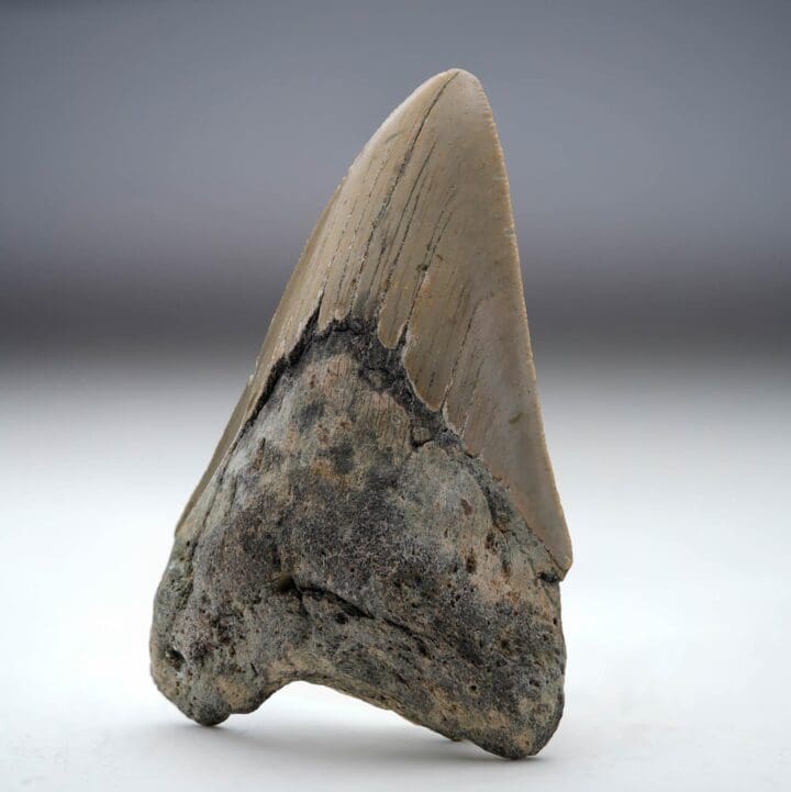 Megalodon Tooth // 4.13" High Ver. II // 5 to 10 Million Years Old - Image 3