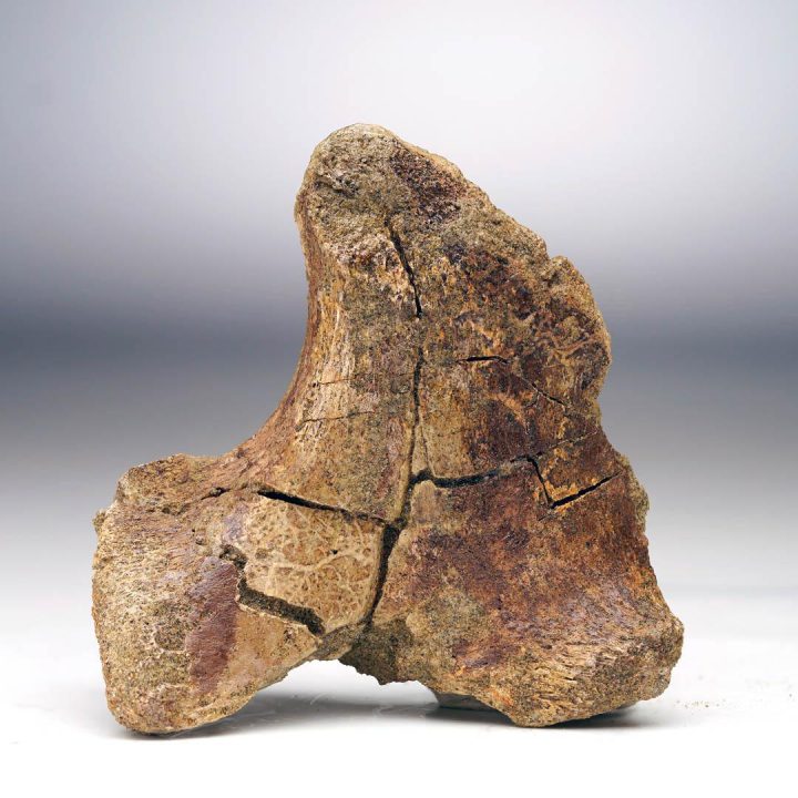 Trex Transverse Process Vertebra
