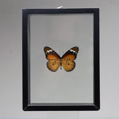 Beautiful Handmade Butterfly Box - Brown/Black