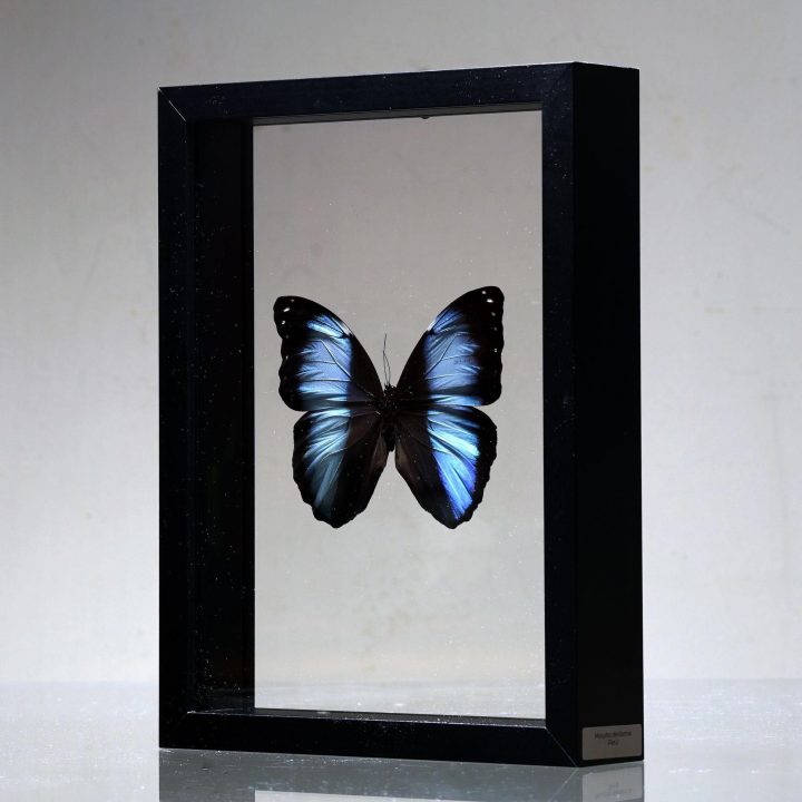 Morpho deidamia Butterfly in Display Box – Iridescent Jewel from Peru - Image 4