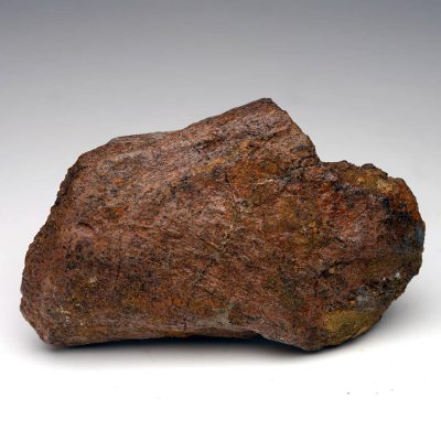 2.17 lb. Authentic Triceratops Jaw Bone Fossil