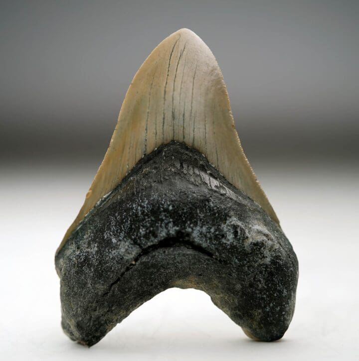 Megalodon Tooth // 4.25" High // 5 to 10 Million Years Old