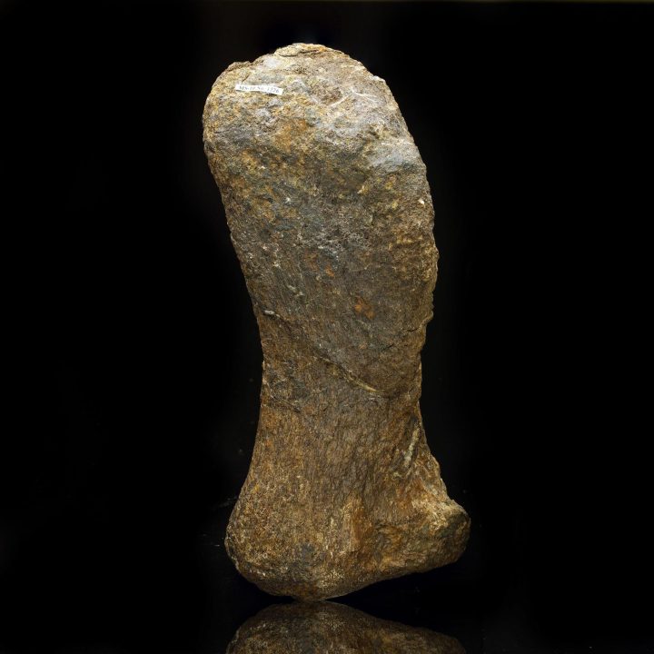 Camarasaurus Metacarpal // Late Jurassic Period - Image 2