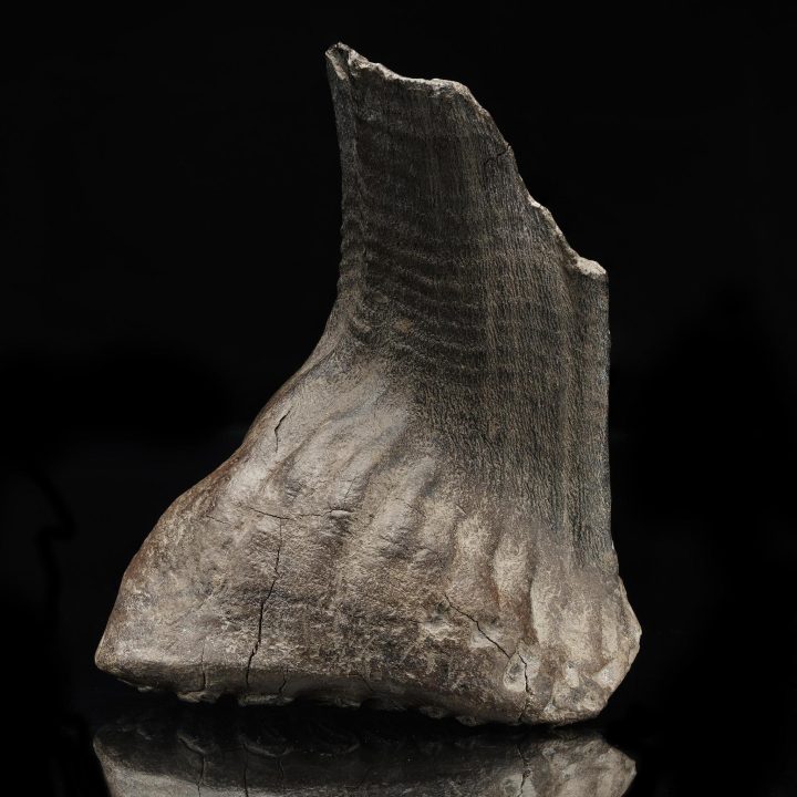 Woolly Mammoth Tooth // Ice Age Fossil - Image 3