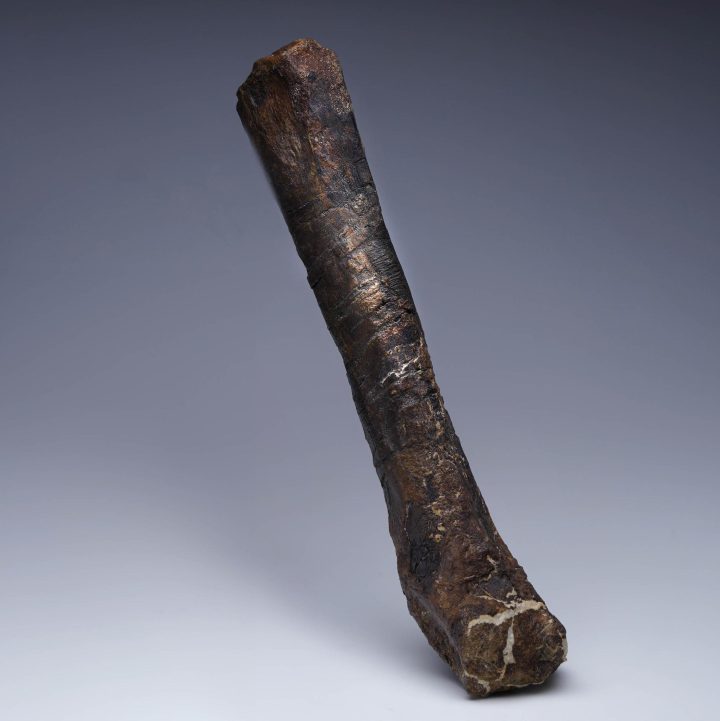 Camptosaurus Metatarsal – Authentic Dinosaur Fossil from the Morrison Formation - Image 3