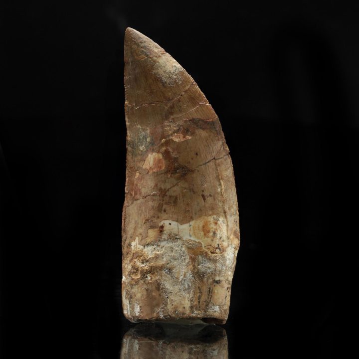 Rare Carcharodontosaurus Dinosaur Tooth