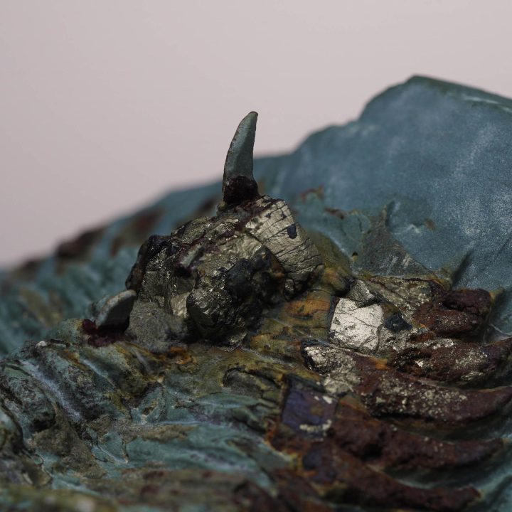Paradoxides Trilobite Fossil - Image 6