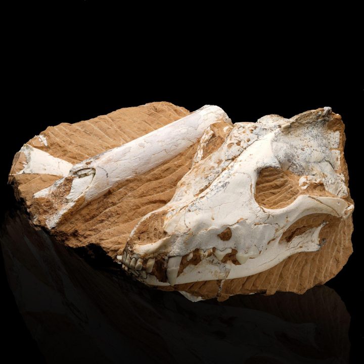 Authentic Dire Wolf Skull Fossil – Ice Age Apex Predator - Image 2