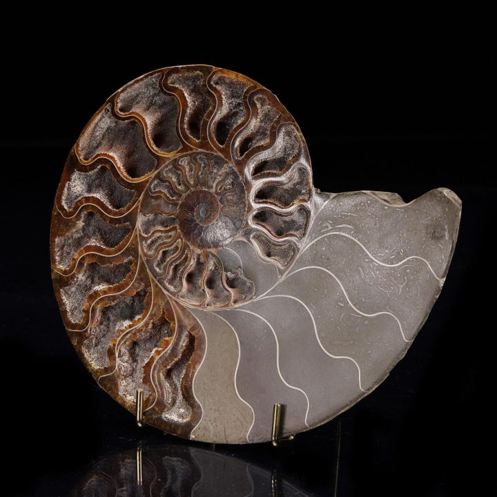 Fossilized Ammonite from Madagascar - 405g - Image 2