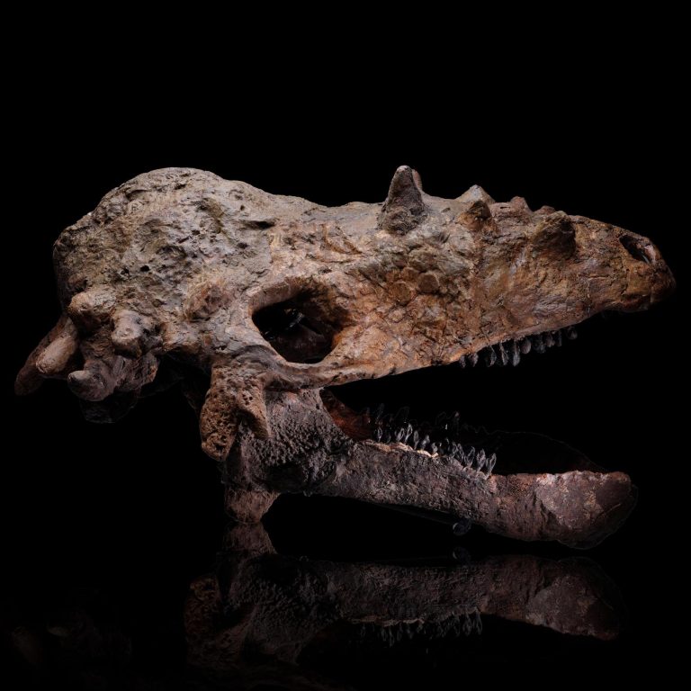Pachycephalosaurus Skull (Pachy) - Astro West