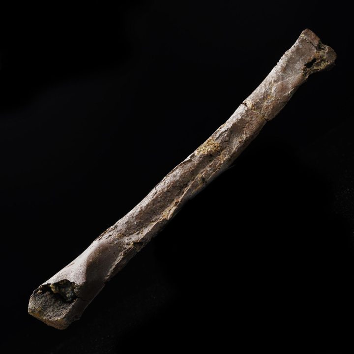 Genuine Oviraptorid Tibia – 160 g Fossil from the Hell Creek Formation