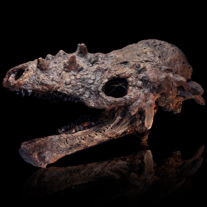 Pachycephalosaurus Skull (Pachy)