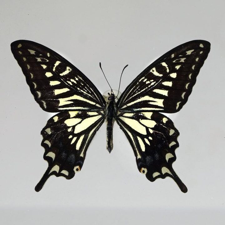 Papilio Xuthus Butterfly in Display Box - Image 2