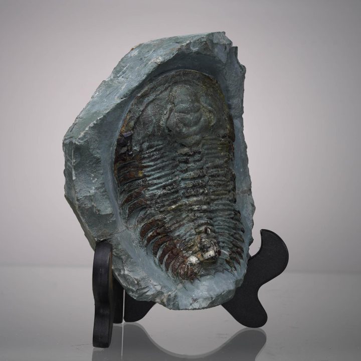 Paradoxides Trilobite Fossil - Image 2
