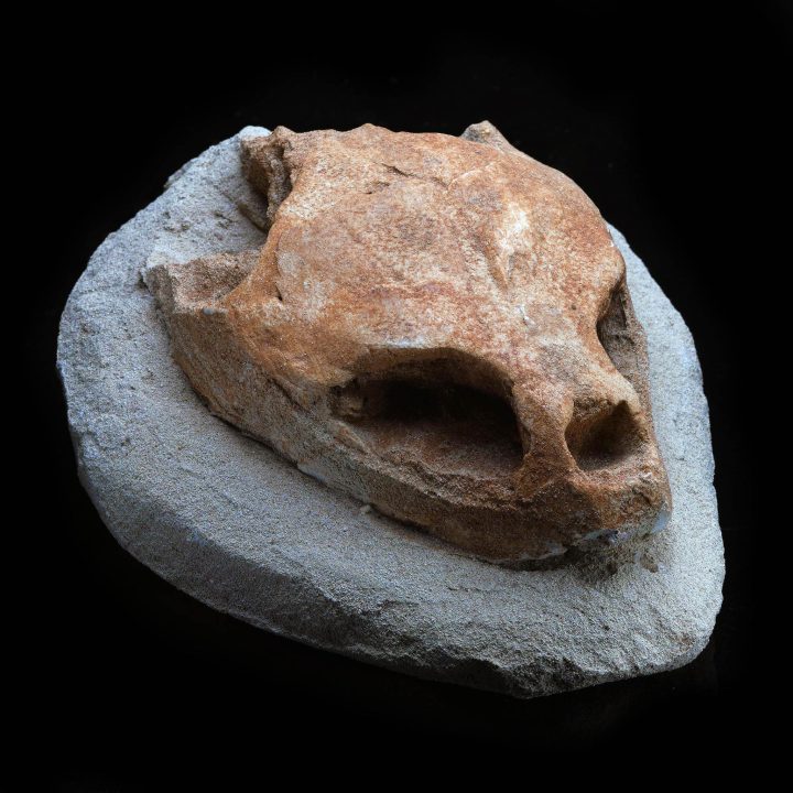 Rare Fossilized Turtle Skull from the Morocco – Authentic Cretaceous Specimen available at Astro West.