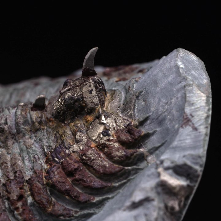 Paradoxides Trilobite Fossil - Image 5