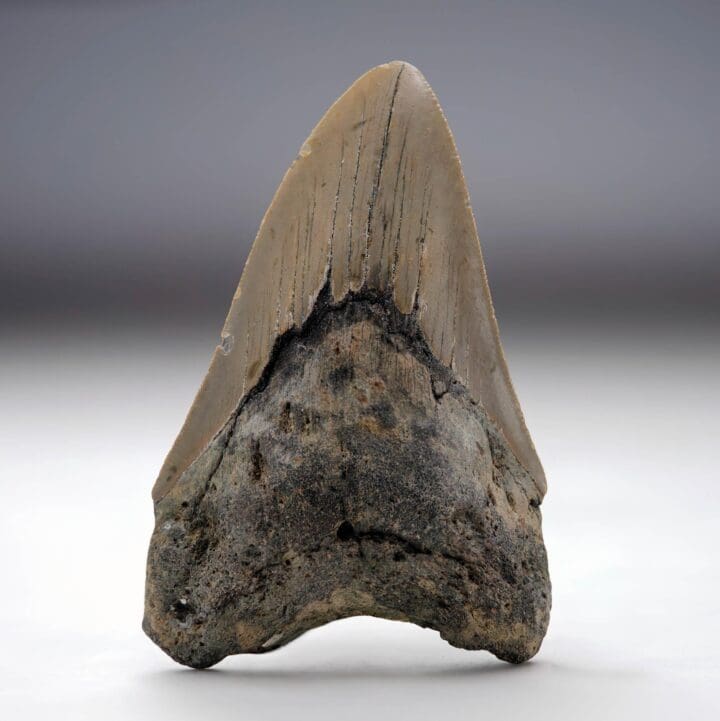 Megalodon Tooth // 4.13" High Ver. II // 5 to 10 Million Years Old