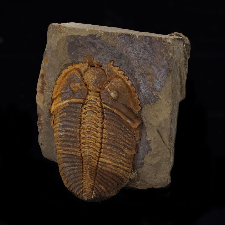 Coronocephalus Trilobite Fossil - Image 2