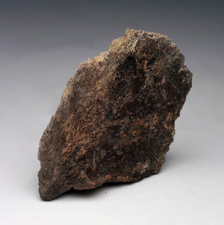 Centrosaurus Epi‑Occipital Bone (Head Frill) – Authentic Late Cretaceous Fossil