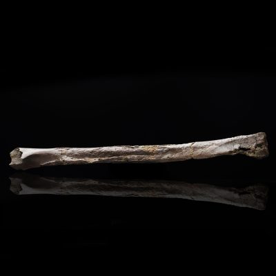 Genuine Oviraptorid Tibia – 160 g Fossil from the Hell Creek Formation