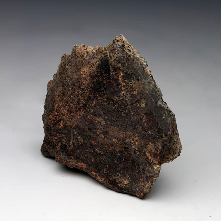 Centrosaurus Epi‑Occipital Bone (Head Frill) – Authentic Late Cretaceous Fossil