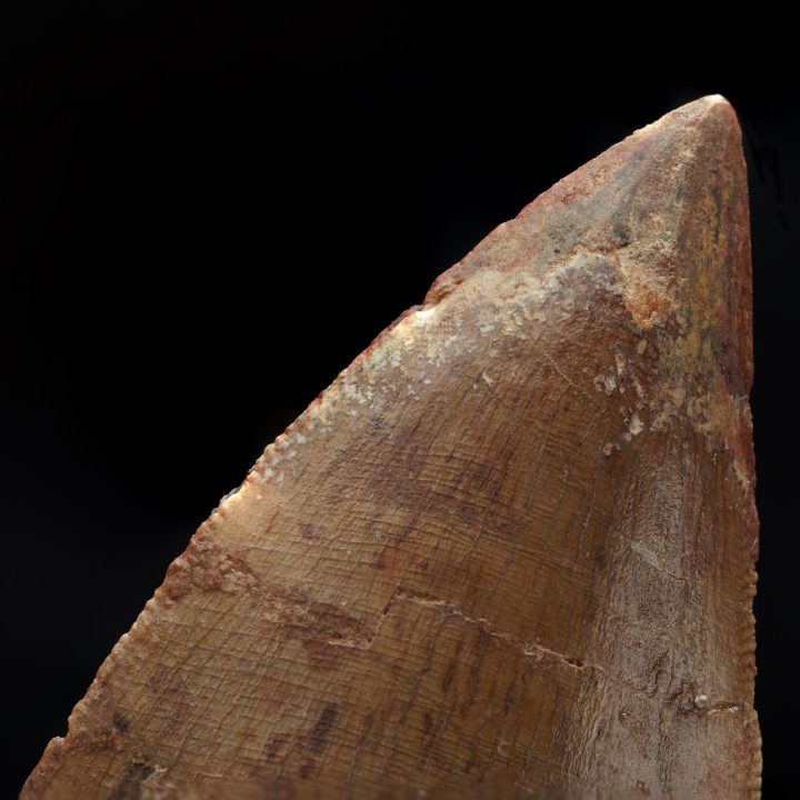 Rare Carcharodontosaurus Dinosaur Tooth