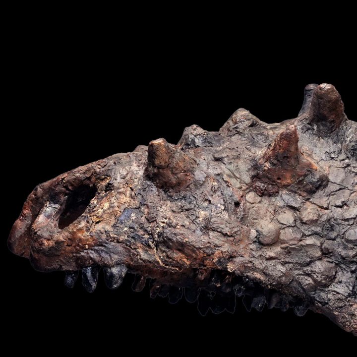 Pachycephalosaurus Skull (Pachy)