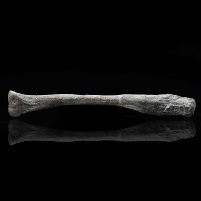 Juvenile Hypacrosaur Radius – 203 g