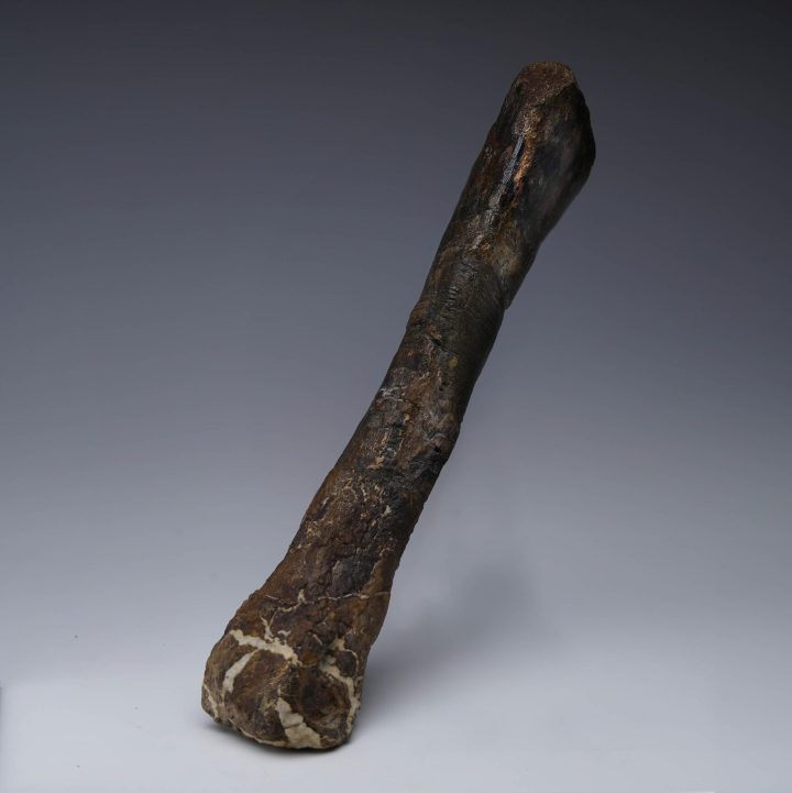 Camptosaurus Metatarsal – Authentic Dinosaur Fossil from the Morrison Formation - Image 2