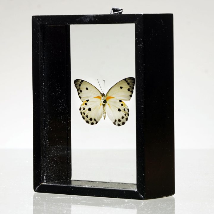Beautiful Belenois Calypso Butterfly in Display Box - Image 4