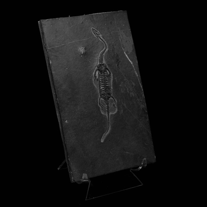 Keichousaurus Fossil - Image 2