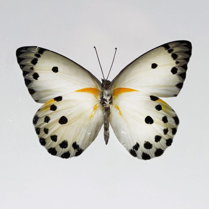 Beautiful Belenois Calypso Butterfly in Display Box - Image 2