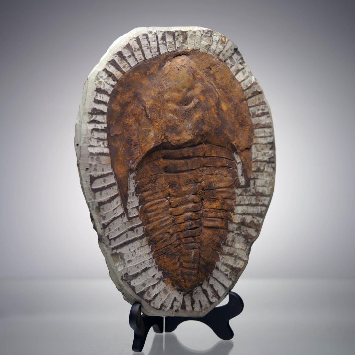 4.4 Lb. Paradoxides Trilobite Fossil – 510 Million Years Old - Image 2
