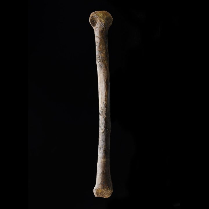 Troodon Formosus Metatarsal – 226.8 Grams - Image 2