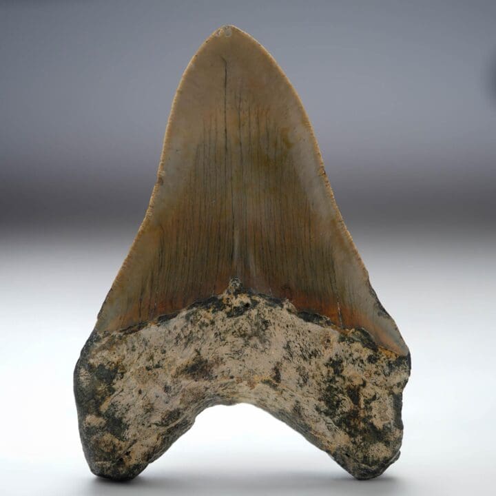 Megalodon Tooth // 4.25" High // 5 to 10 Million Years Old - Image 4